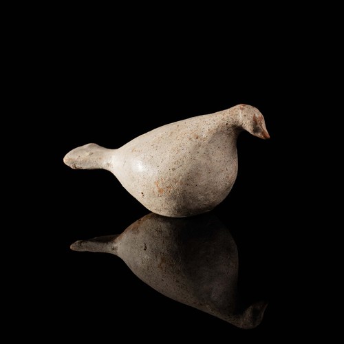 Colomba canosina - , in