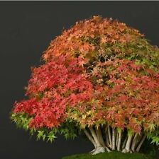 ACER PALMATUM, ACERO GIAPPONESE, 10-1000 SEMI, SEMI BONSAI, SEEDS