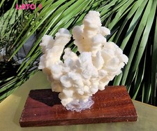 ► VIDEO  - ARAGONITE CORALLO