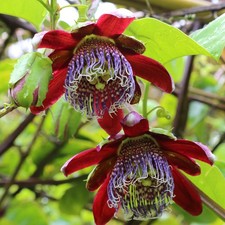 10 semi di Passiflora alata