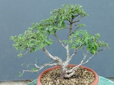 Bonsai Carpino Bianco 45x30cm