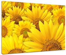 Quadro Moderno Fiori Girasoli Arredo Casa Stampa su Tela 2 Misure Arte Design
