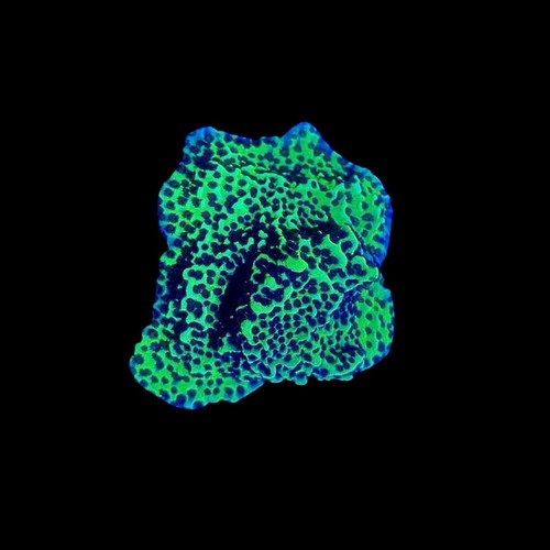 Spongodi verde fluo - , montipora