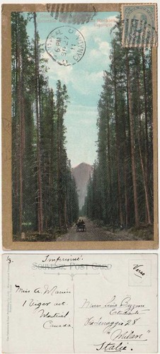 Snow peak avenue - avenue, emerald