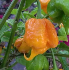 7pot primo orange - 7pot, polvere