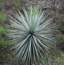 Dasylirion lucidum - NO Encephalartos cycas