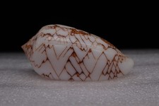 136 - Sea shells -Conus