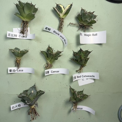 Vendita gruppo 8pz - vendita,