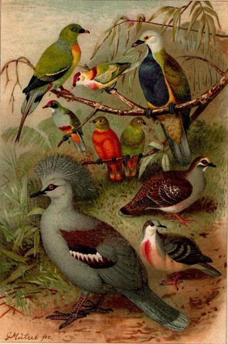 1898 antica cromolitografia - 1898,