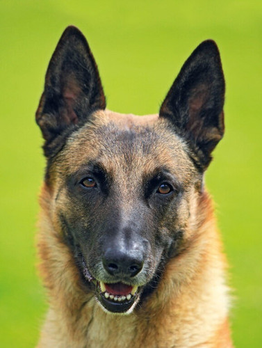 Belgian shepherd malinois cane - malinois,