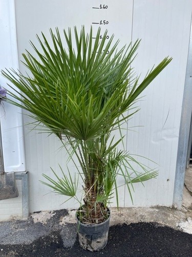 Chamaerops humilis palma - chamaerops, humilis,