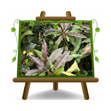 Pesco nano a foglia rossa