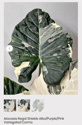 Alocasia regal shields - alocasia, albo