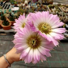 Echinocereus reichenbachii - ,