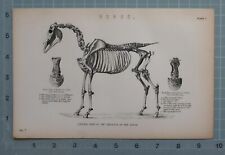 1880 Stampa Anatomia Del