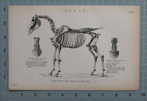 1880 stampa anatomia del - stampa,