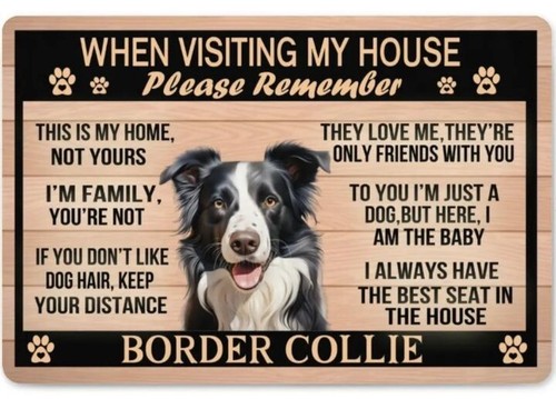 Border collie magnete - border,