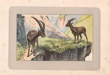 Stampa antica STAMBECCO DELLE ALPI  Capra ibex 1907 Antique print