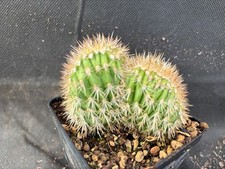 PACHYCEREUS PRINGLEI CREST- VIVAIO IL GIARDINO DI MAYA- CACTUS PIANTE GRASSE A33