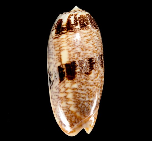 Conchiglia 135 oliva - conchiglia, #135