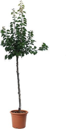 Albero albicocco piante - -,