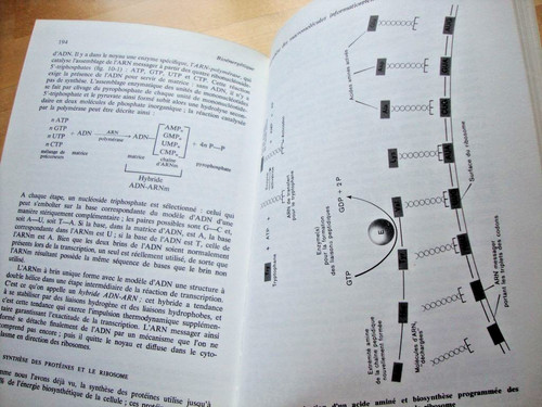 Bioenergetique base - bioenergetique,