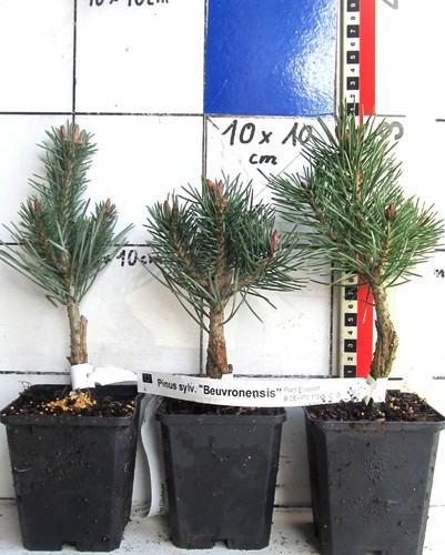 Pinus sylv beuvronensis - pinus, sylv.