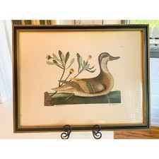 Mark Catesby Hand-Colored