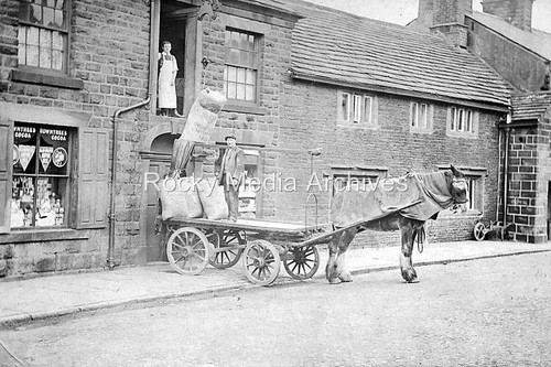 Fgm social history horse - social, history,