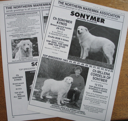 Maremma maremmani dog breed - maremma,