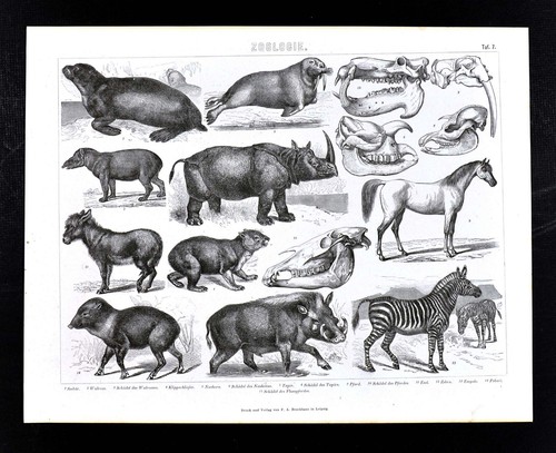 1874 quadri atlante zoologia - quadri,