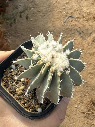 Pianta succulenta cactus - di,