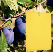 50 Pezzi Trappole Appiccicose Ciliegio, Mosche Zanzare, Trappola per Insetti