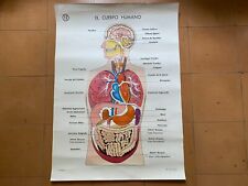 Antico Poster Educativo - Spagnolo - Il Corpo Umano - Anno 1965 - 90 X 65 CM