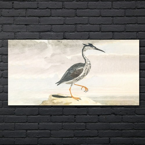 Disegno animale uccellino