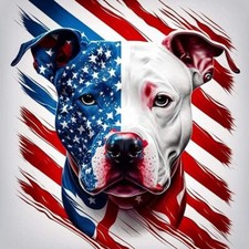 American Molosso Pitbull