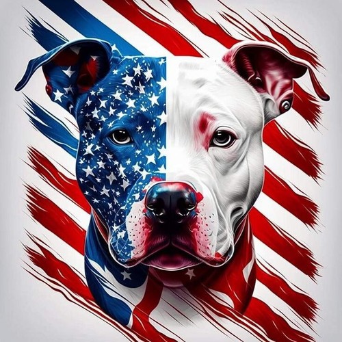American molosso pitbull - molosso,