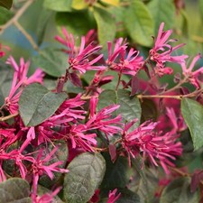 Pianta di Loropetalum Fede in