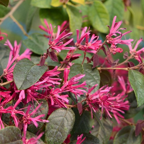 Pianta loropetalum fede in - di,
