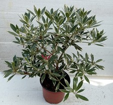 Pieris japonica flaming - pieris, "flaming