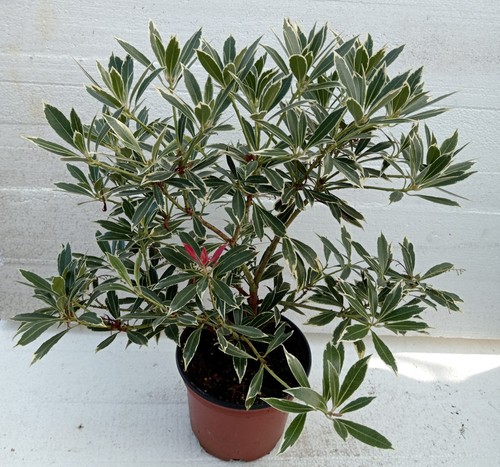 Pieris japonica flaming - japonica, "flaming