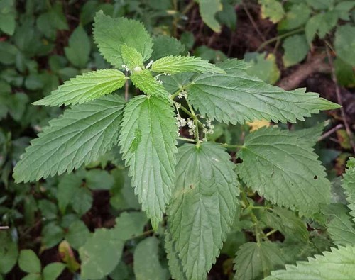 100 organic urtica dioica - organic,