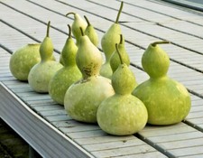 Calabash Gourd Mix - Lagenaria
