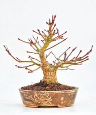 Bonsai di Acero a Ventaglio