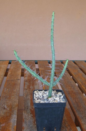 Euphorbia subscandens nord - subscandens,,