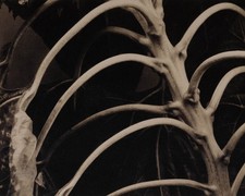 Vintage Edward Steichen natura morta girasole spina dorsale incisione 1921 tappetino 11x14