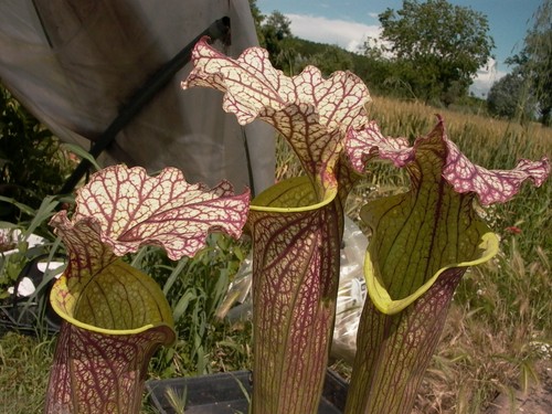 Sarracenia moorei elizabeth