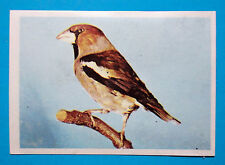 Figurina Panini-ANIMALI DI TUTTO IL MONDO 1965-n.221-FROSONE-rec