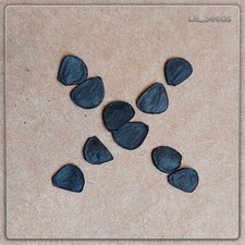 10x Semi Yucca rigida - Yucca