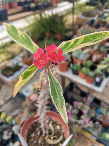 Euphorbia milii variegata